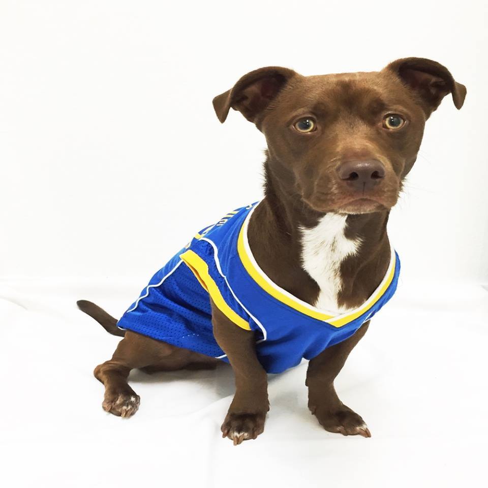 warriors pet jersey